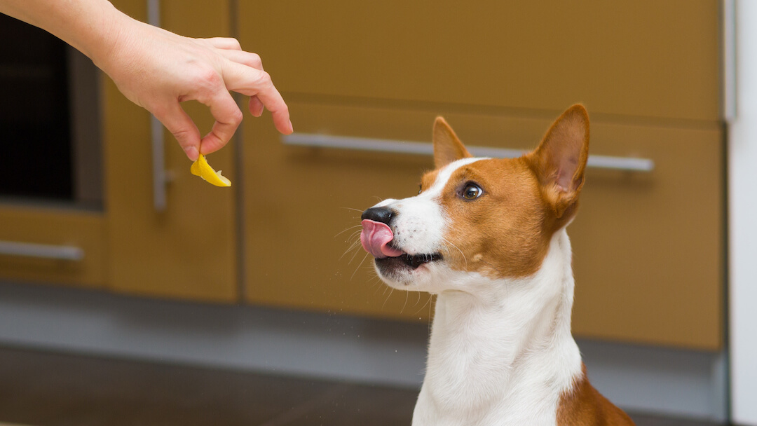 Vitamin C für Hunde: Vorteile und Dosierung | Purina